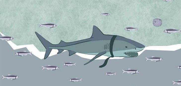 МАРТ проанализирует рынок e-commerce и определит доминантов